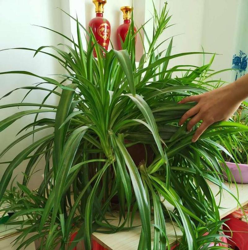 大面积种植吊兰的技巧有哪些？