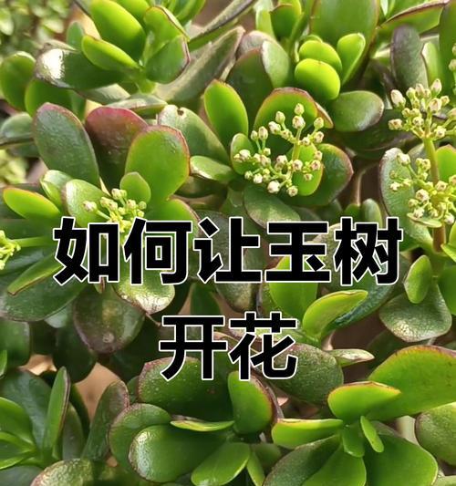 玉麒麟花的正确养殖步骤是什么？