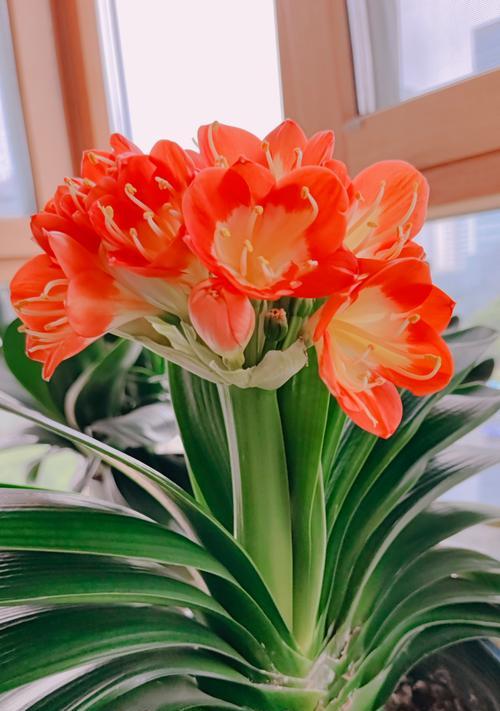 玉麒麟花的正确养殖步骤是什么？
