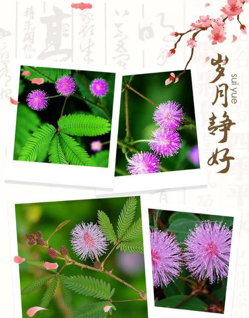含羞草的花语有哪些含义？它在园艺中扮演什么角色？