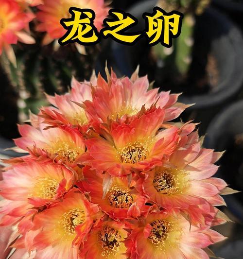 花卉品种分类方法是什么？如何进行有效分类？