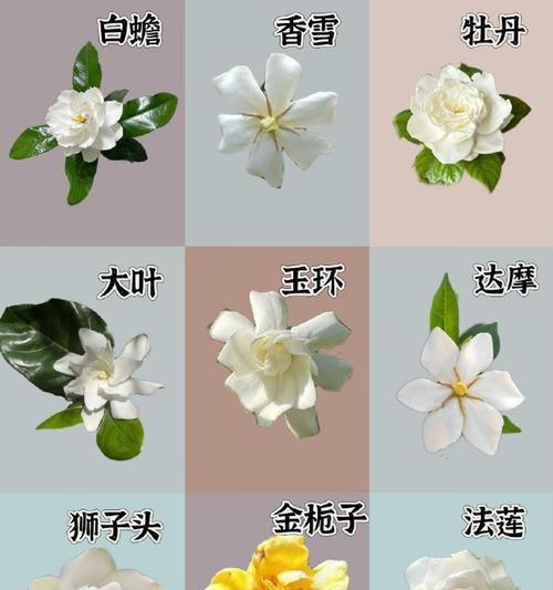 花卉品种分类方法是什么？如何进行有效分类？