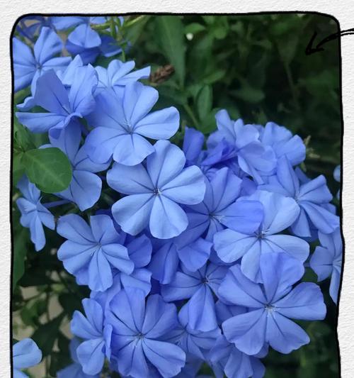 蓝雪花冬季养护要点是什么？如何防止冻伤？