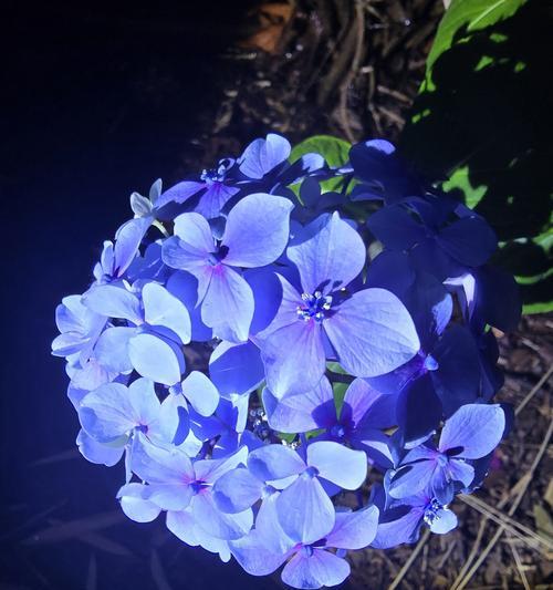蓝雪花冬季养护要点是什么？如何防止冻伤？