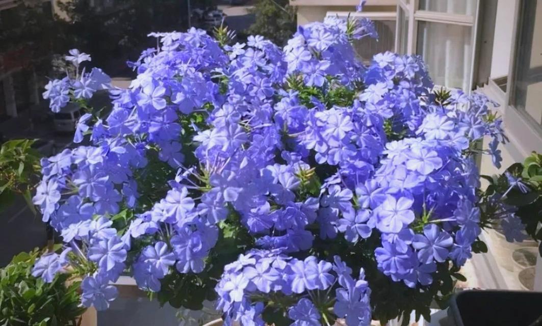 蓝雪花冬季养护要点是什么？如何防止冻伤？
