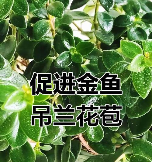 金鱼吊兰为什么不开花？不开花的原因及解决方法是什么？