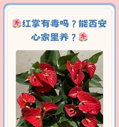 红掌花怎样才能养得更红？有哪些注意事项？