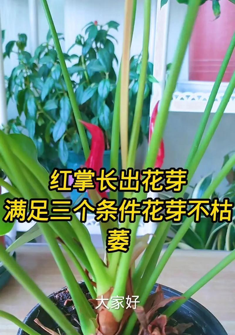 红掌花怎样才能养得更红？有哪些注意事项？