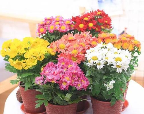 花类的分类和特点是什么？如何选择适合自己的花类？