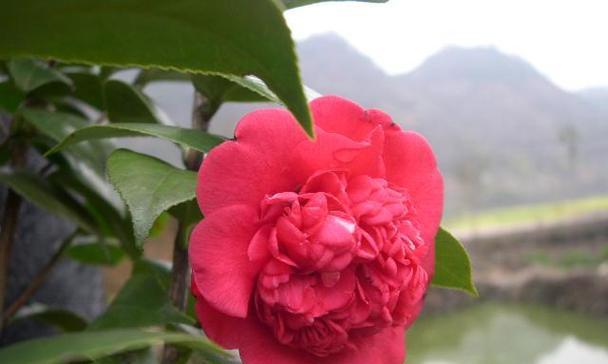 花类的分类和特点是什么？如何选择适合自己的花类？