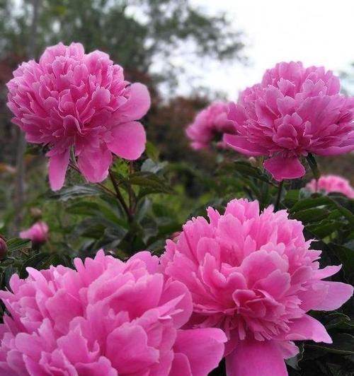 花类的分类和特点是什么？如何选择适合自己的花类？