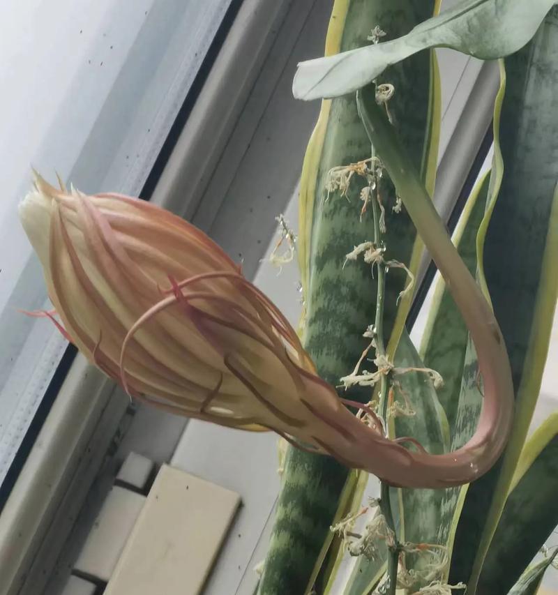 昙花不开花的原因及促进开花的技巧？