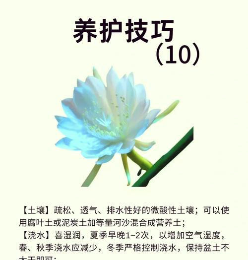 昙花不开花的原因及促进开花的技巧？