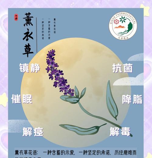 薰衣草的寓意是什么？它代表了什么？