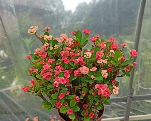 怕冷的植物有哪些？如何在冬季保护它们？