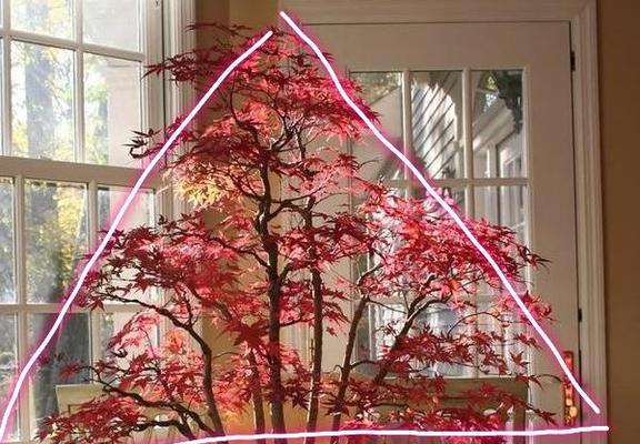 盆景矮化技术有哪些？如何实现盆景的矮化？