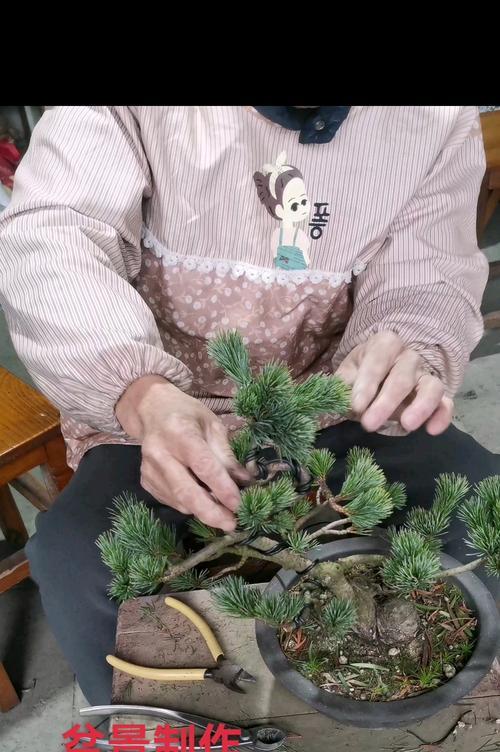盆景矮化技术有哪些？如何实现盆景的矮化？