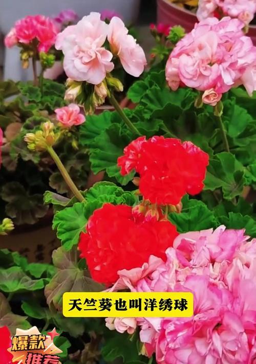 天竺葵冬季养护的要点是什么？