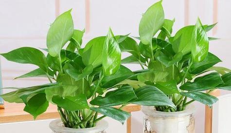 水养植物的正确方法是什么？水养植物需要注意什么？