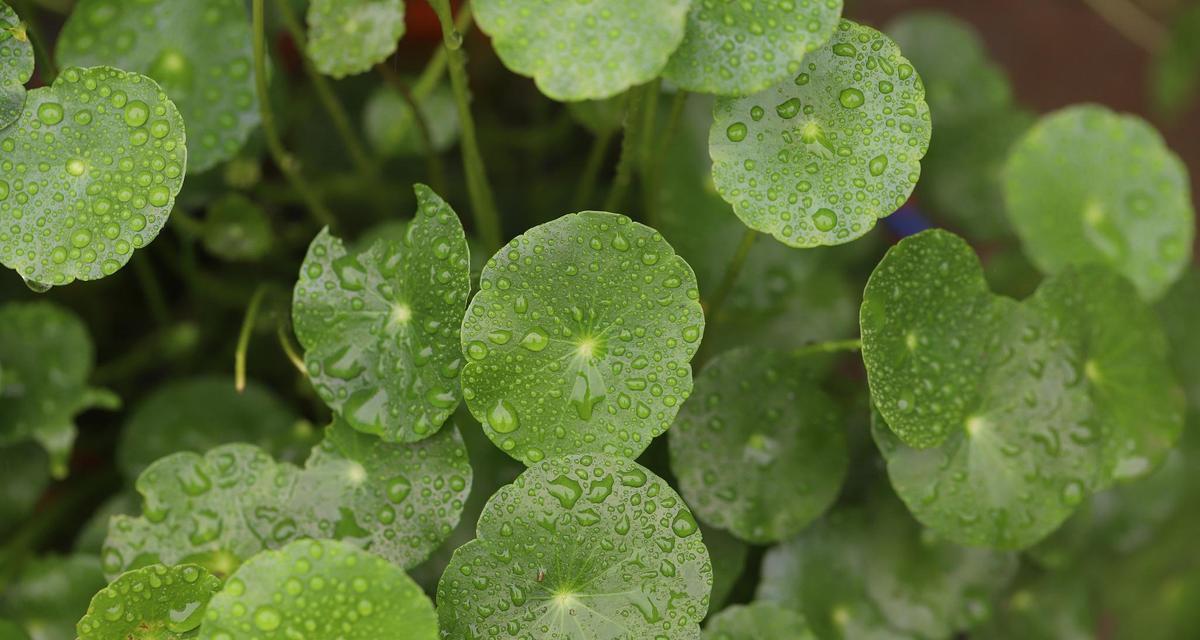 水养植物的正确方法是什么？水养植物需要注意什么？