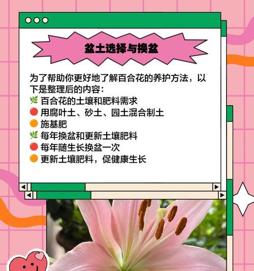 粉百合种植方法及常见问题解答？