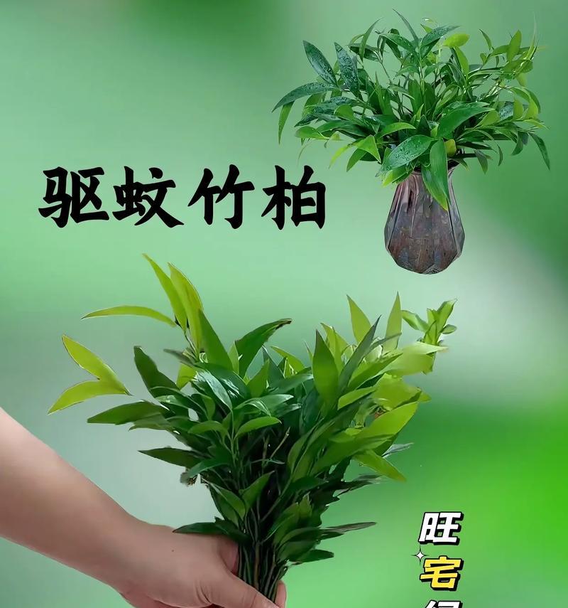 驱蚊虫的植物有哪些？哪些植物可以有效驱蚊？