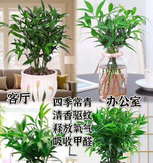 驱蚊虫的植物有哪些？哪些植物可以有效驱蚊？