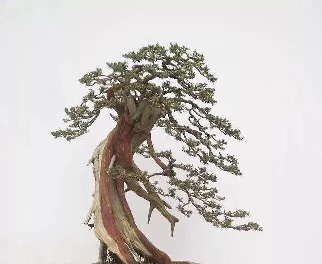 哪些树可以作盆景？盆景树种的选择和养护技巧是什么？