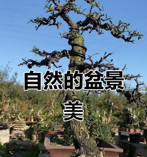 哪些树可以作盆景？盆景树种的选择和养护技巧是什么？