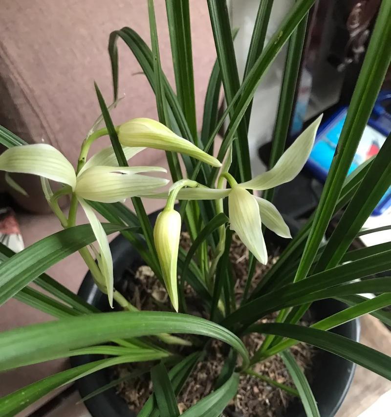 大雪素有哪些品种？大雪素品种特点与养护技巧？