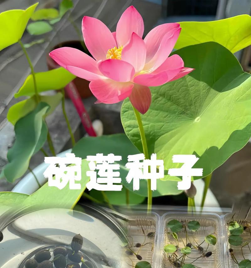 碗莲的栽种技巧有哪些？碗莲栽种需要注意什么？