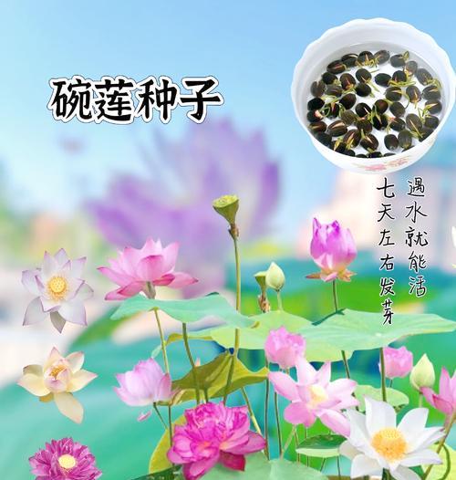 碗莲的栽种技巧有哪些？碗莲栽种需要注意什么？