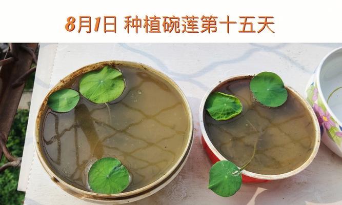 碗莲的栽种技巧有哪些？碗莲栽种需要注意什么？