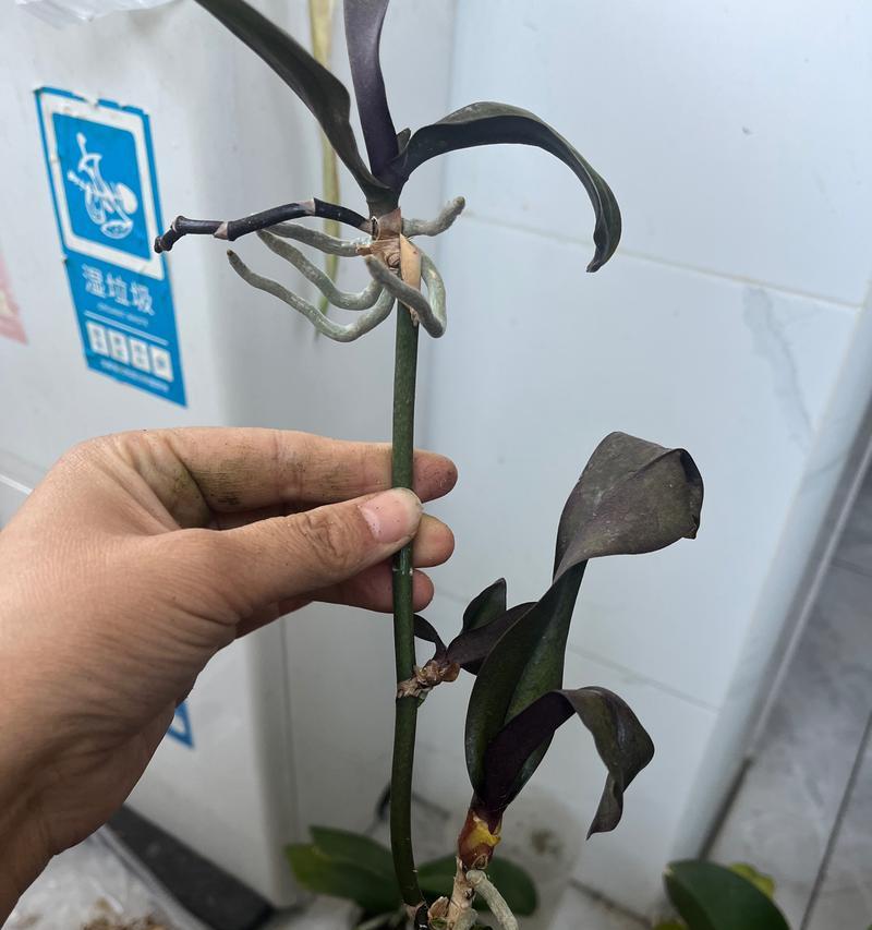 墨兰空根问题如何应对？