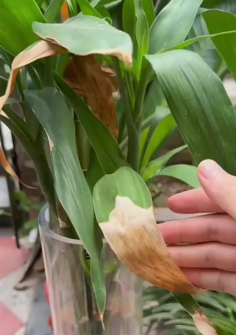 墨兰空根问题如何应对？