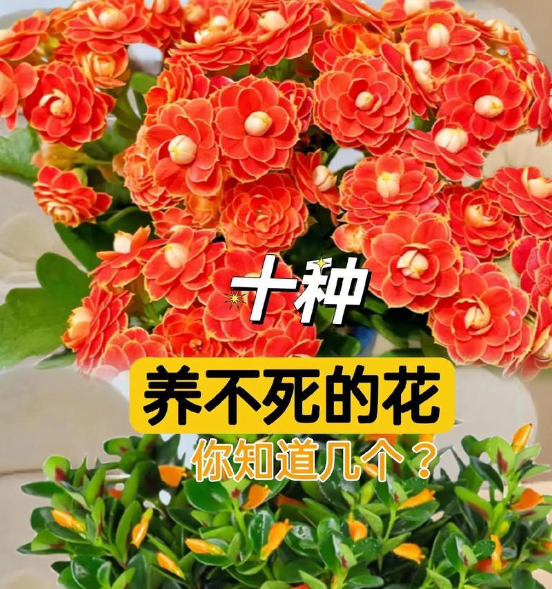 怎么载花？花卉种植的基本步骤是什么？
