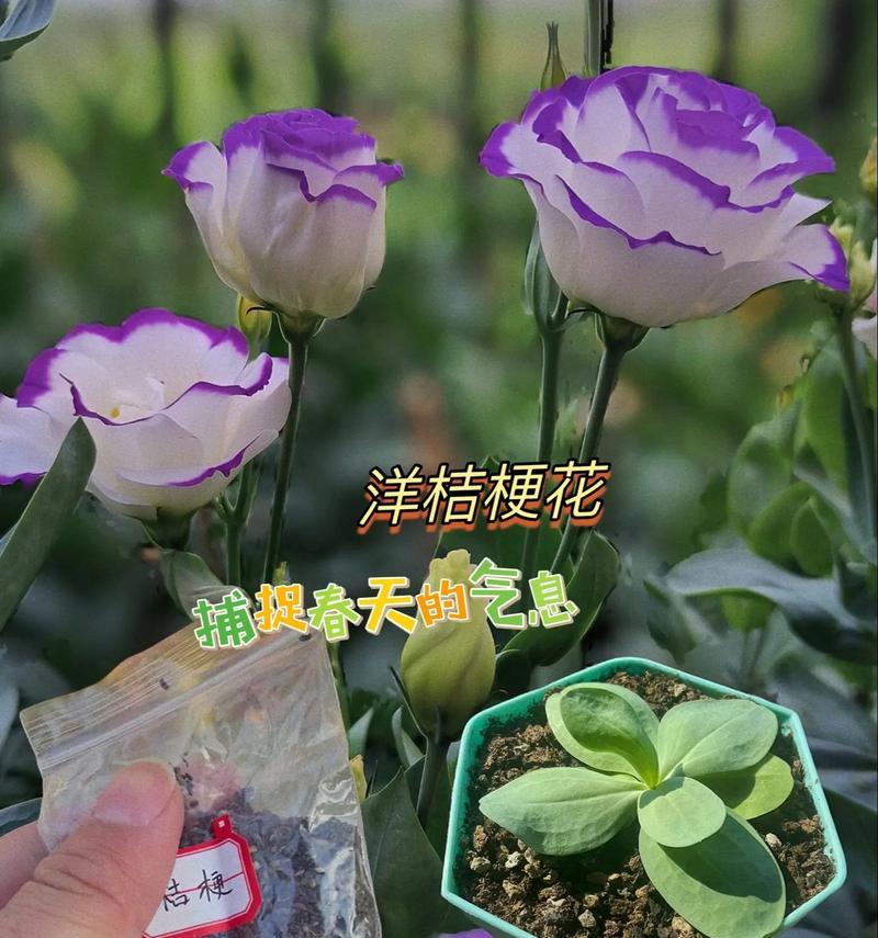 怎么载花？花卉种植的基本步骤是什么？