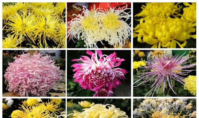 菊花有多少种品种？如何选择适合的菊花品种？