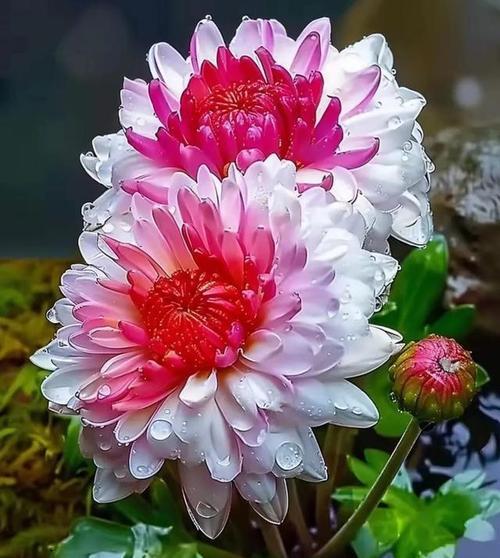 菊花有多少种品种？如何选择适合的菊花品种？