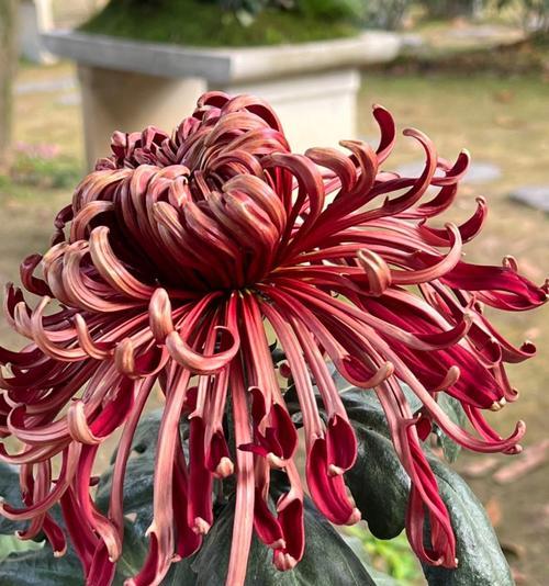 菊花有多少种品种？如何选择适合的菊花品种？
