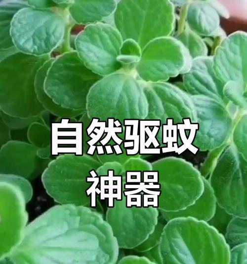 哪些植物具有天然驱蚊效果？