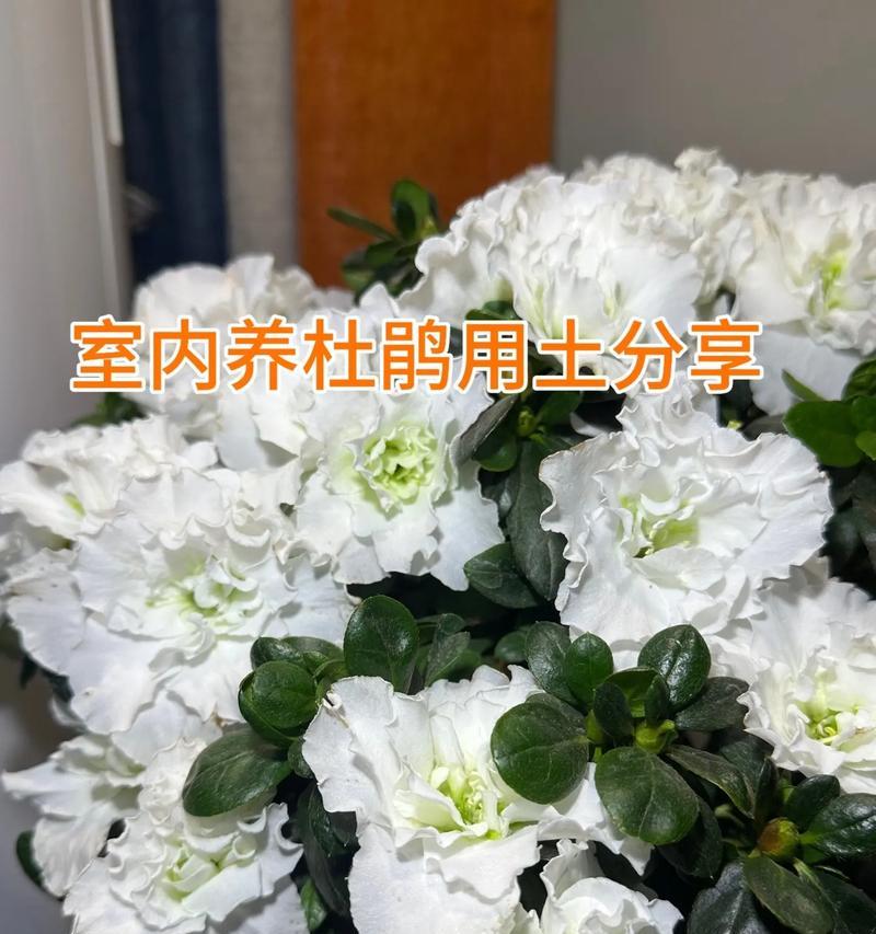 杜鹃叶子发黑怎么回事？杜鹃叶子发黑的可能原因及处理方法？