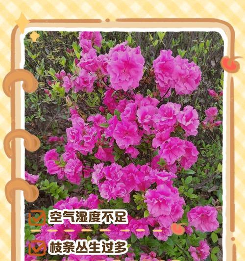 杜鹃叶子发黑怎么回事？杜鹃叶子发黑的可能原因及处理方法？