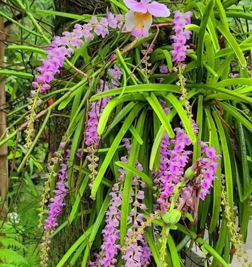 什么叫花卉植物？花卉与普通植物有何不同？