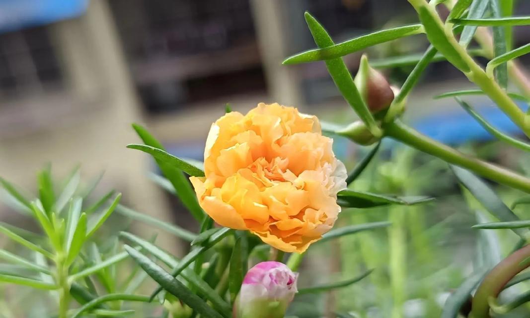 什么叫花卉植物？花卉与普通植物有何不同？