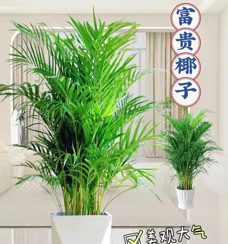 凤尾竹的养殖要点有哪些？怎样让凤尾竹长得更加茂盛？