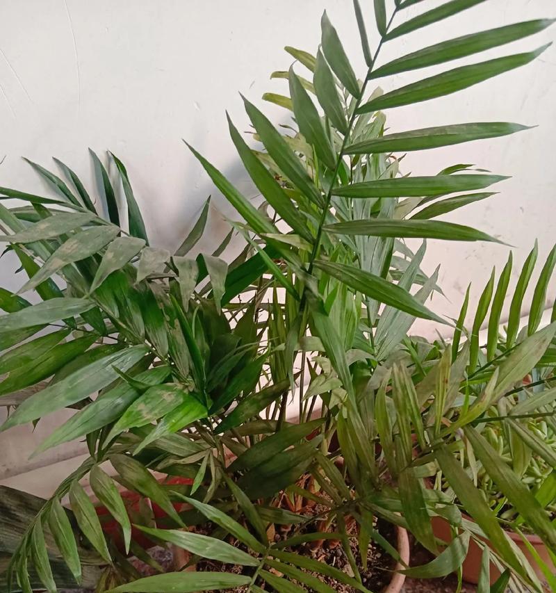凤尾竹的养殖要点有哪些？怎样让凤尾竹长得更加茂盛？