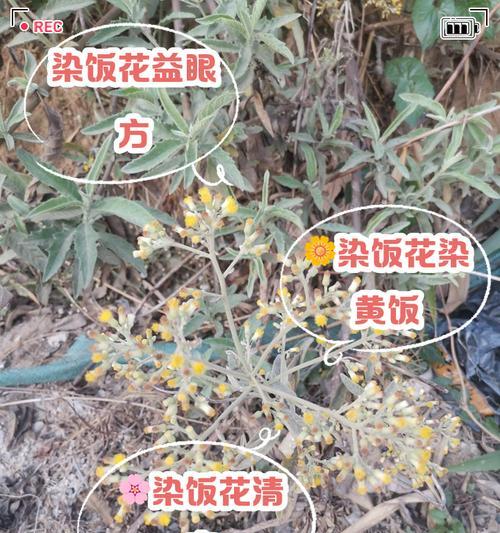 扎蒙花种植需要注意哪些要点？