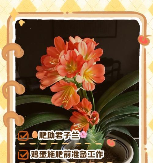 君子兰专用肥的正确使用方法是什么？