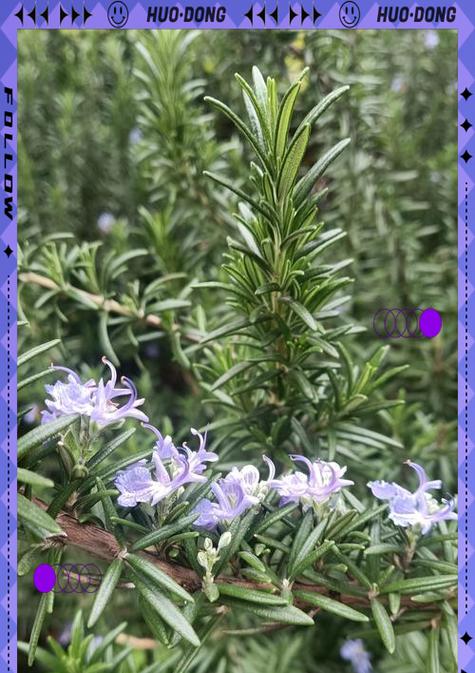 迷迭香的种植和养护方法是什么？